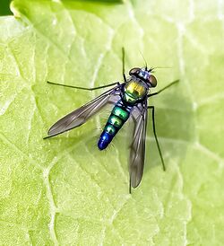 Longlegged Fly Dolichopodidae (Condylostylus patibulatus)