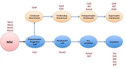 A diagram showing mesenchymal stem cells and their differentiation pathways, via osteoprogenitor cell, to chondrocytic and osteoblastic cell lineages. The diagram is based on data from 10.5-day-old mice embryo. Below and above the cells are the factors required for differentiation into the two cell lineages.