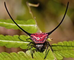 Macracantha arcuata - Curved Spiny Spider (8550192839) by Rushen edit.jpg