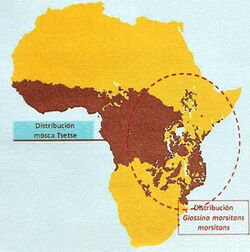 Map of Glossina distribution in Africa, especially G.m.m., by es:User:Estefanía Alonso Gómez
