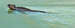 photo of a marine iguana swimming at surface