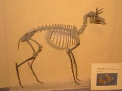 Merycodus cf. nectatus - National Museum of Natural History - IMG 2024.JPG