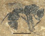 Messelepone leptogenoides holotype SMFMEI4808.jpg