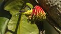 Metallic-winged Sunbird.jpg