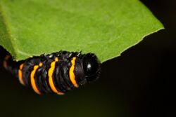 Methona themisto caterpillar.JPG