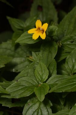 Mimulus dentatus 3718.JPG