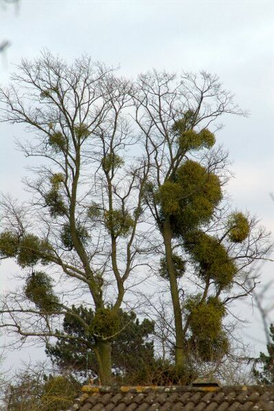 File:Mistletoe infested tree.jpg