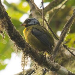 Moss-backed Tanager (15742706581).jpg