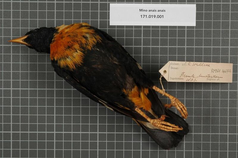 File:Naturalis Biodiversity Center - RMNH.AVES.144722 2 - Mino anais anais (Lesson, 1839) - Sturnidae - bird skin specimen.jpeg