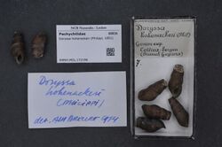 Naturalis Biodiversity Center - RMNH.MOL.172196 - Doryssa hohenackeri (Philippi, 1851) - Pachychilidae - Mollusc shell.jpeg
