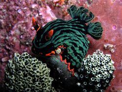 Nembrotha kubaryana.jpg