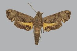 Neogurelca sonorensis BMNHE813336 male up.jpg