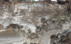 Newport Formation sandstone near St Michaels Cave Avalon Beach.jpg