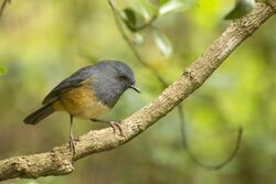 Nilgiri Blue Robin.jpg