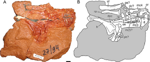 Right side view of the block of the holotype specimen, with the various postcranial elements present