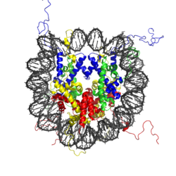 Nucleosome 1KX5 colour coded.png