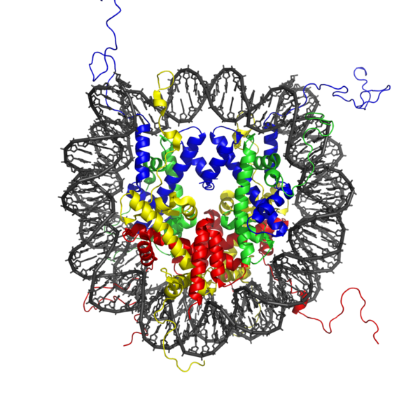 File:Nucleosome 1KX5 colour coded.png