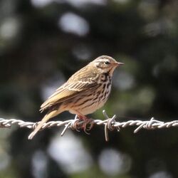 Olive-backed pipit (Anthus hodgsoni hodgsoni) Phulchowki.jpg