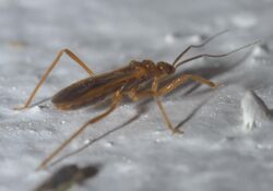 Oncerotrachelus acuminatus P1310424a.jpg