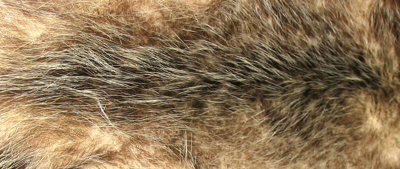 File:Opossum fur.jpg
