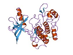 PDB 1irk EBI.jpg