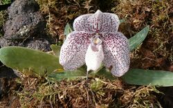 Paphiopedilum godefroyae OrchidsBln0906a.jpg