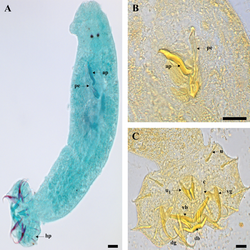Parasite170078-fig2 Cichlidogyrus philander (Monogenea, Ancyrocephalidae).png