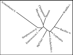 Phylogenetic tree for Hp53int1.png