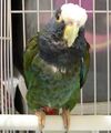Pionus senilis -pet parrot27g07.jpg