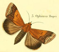 Pl.15-03-Ophiusa hopei (Boisduval, 1833).jpg