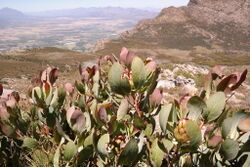 Protea recondita botaneek iNat11084482.jpg