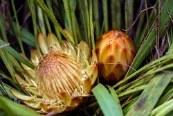 Protea scabra 90087824.jpg