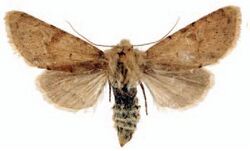 Pseudohadena pseudamoena female.JPG
