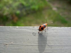 Pumpkin Beetle (Aulacophora hilaris) (2).jpg