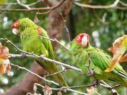 A green parrot with a red face, forehead, and shoulders, with white eye-spots