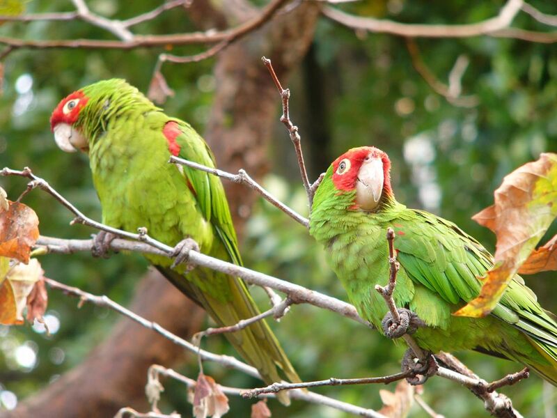 File:Red-masked Parakeet-Aratinga erythrogenys in a tree.jpg