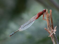 Red & Blue Damsel, Xanthagrion erythroneurum, male.jpg