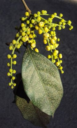 Reinwardtiodendron anamalaiense 07.JPG