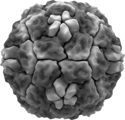 Rhinovirus isosurface.png