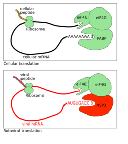 Rotavirus Translation.svg