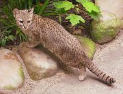 Spotted Geoffroy's cat by some rocks