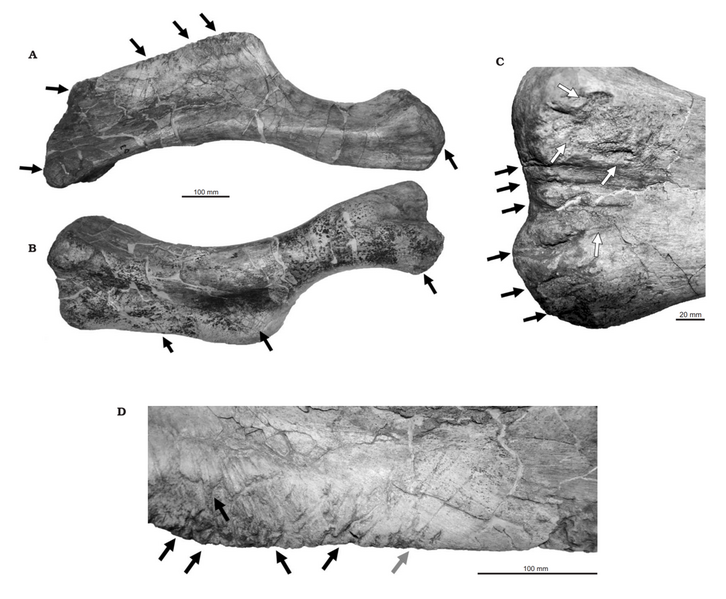 File:Saurolophus MPC-D 100 764 humerus injuries.png