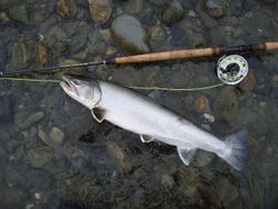 Photo of sea-run bull trout next to fly rod - Vedder River Chilliwack, BC, 24 April 2007