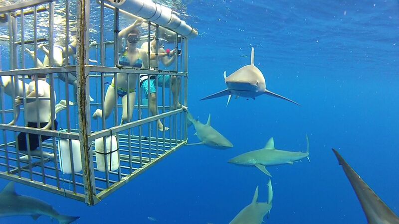 File:Sharks outside cage.jpg
