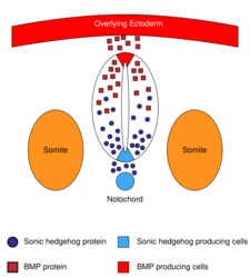 morphogens that pattern the dorsoventral axes of the neural tube