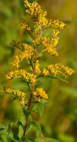 Showy Goldenrod (Solidago speciosa) - Flickr - wackybadger.jpg