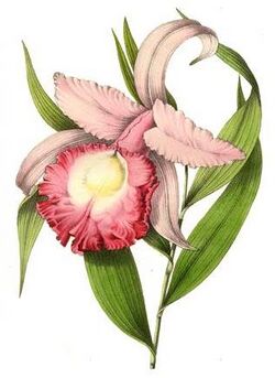 Sobralia macrantha (1847).jpg