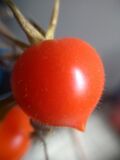 Solanum lycopersicum cv. Micro-Tom.jpg