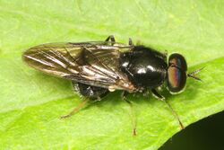 Soldier Fly - Adoxomyia subulata, Meadowood Farm SRMA, Mason Neck, Virginia.jpg