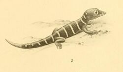 Sphaerodactylus elegantulus 01-Barbour 1921.jpg